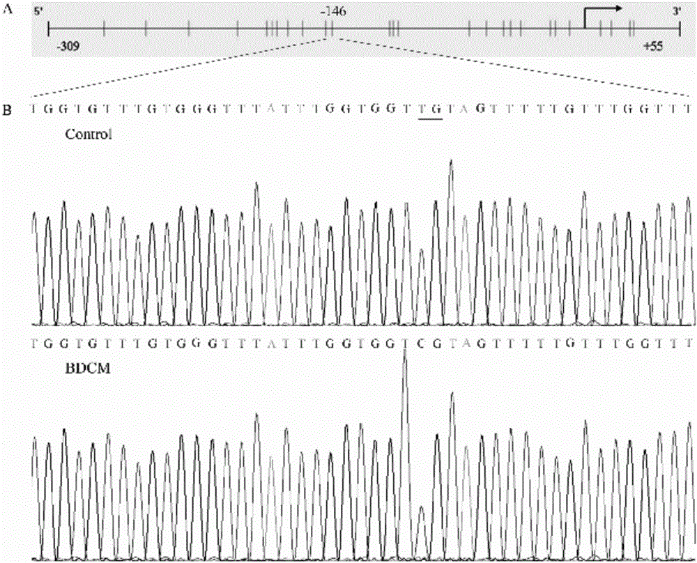 E-cadherin methylation detection method based on hydrosulphite sequencing method