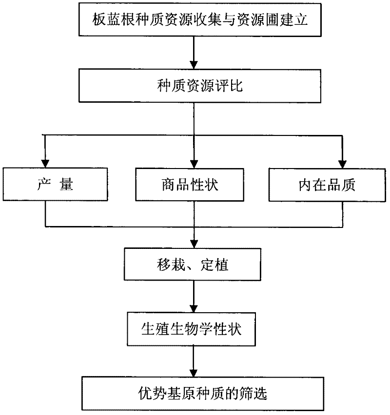 Screening method of advantage-based stock seed of isatis root