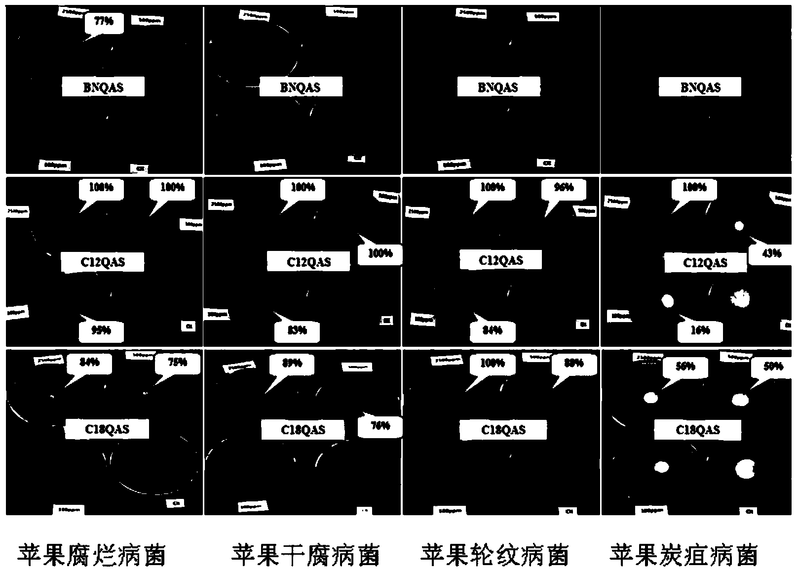 Dihydroxyl quaternary ammonium salt with antimicrobial activity as well as preparation method and application thereof