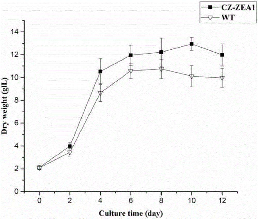 Mutant chlorella strain capable of producing zeaxanthine and beta-carotene and culturing method thereof