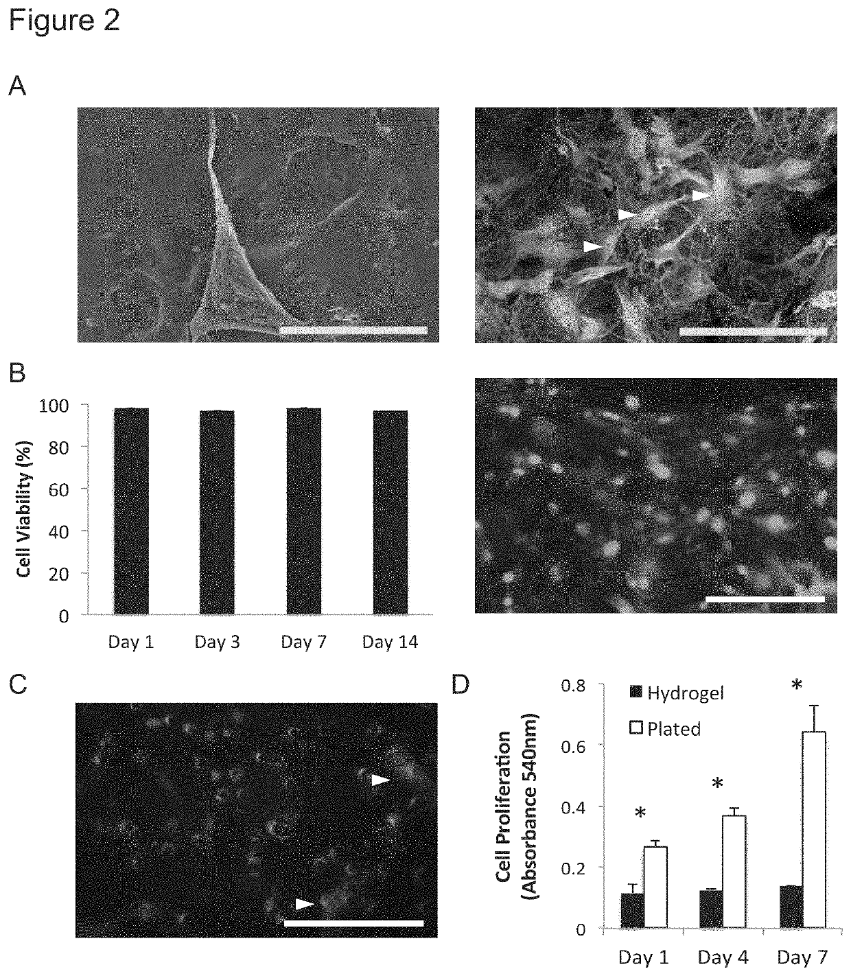 Efficient stem cell delivery into biomaterials using capillary driven encapsulation