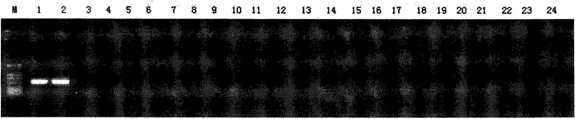 PCR method for identifying bungarus parvus and specific primer thereof