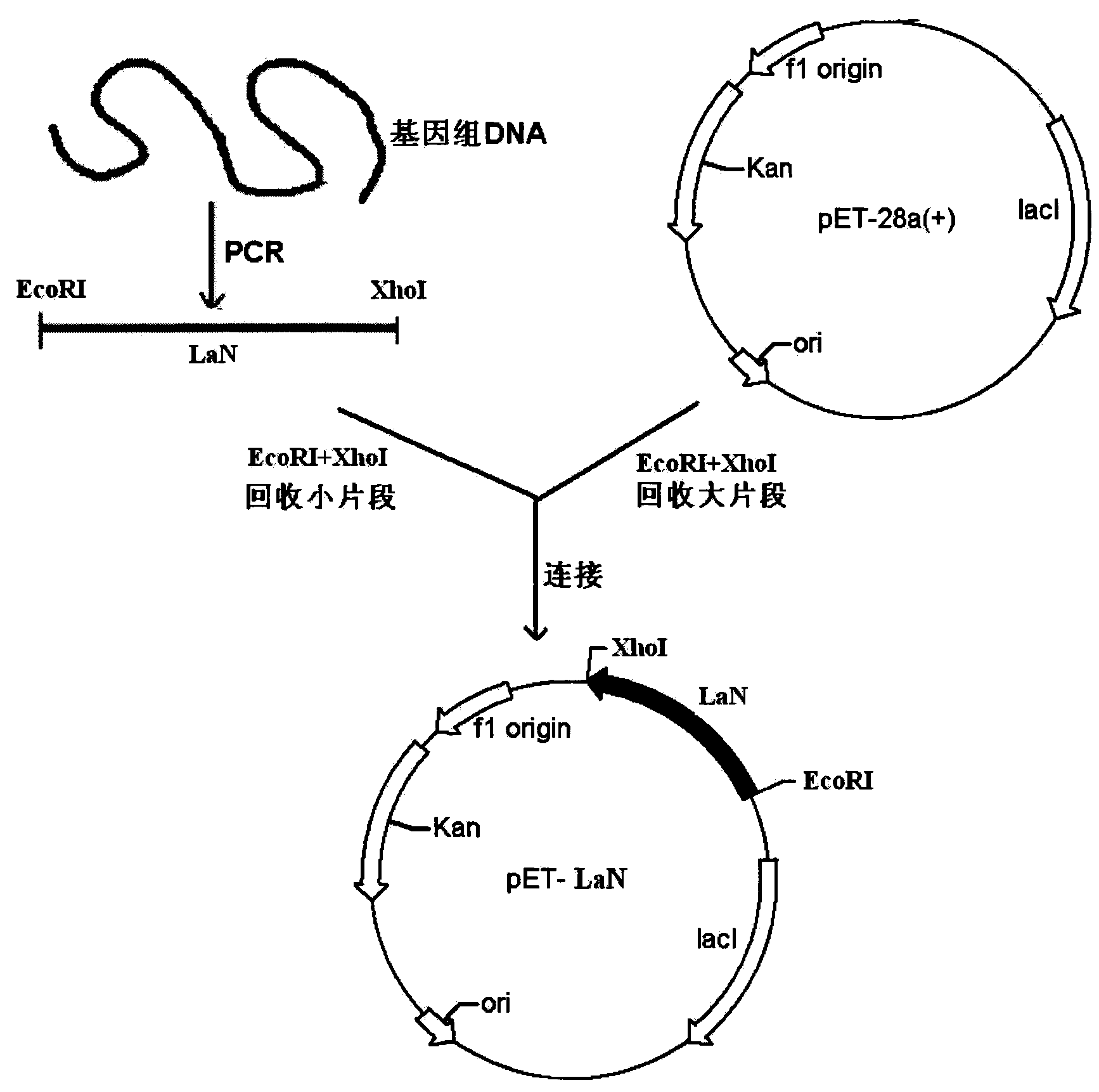 A kind of nitrilase and its gene and application