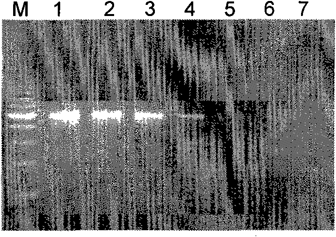 PCR detection primer, kit and detection method for tiger-derived and leopard-derived DNA