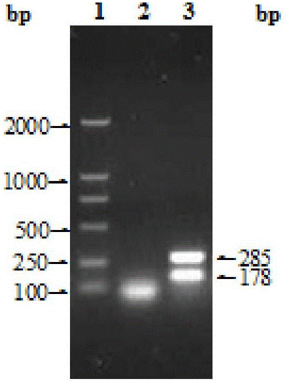 Colloidal gold test paper bar for antibody detection of sheep Brucella