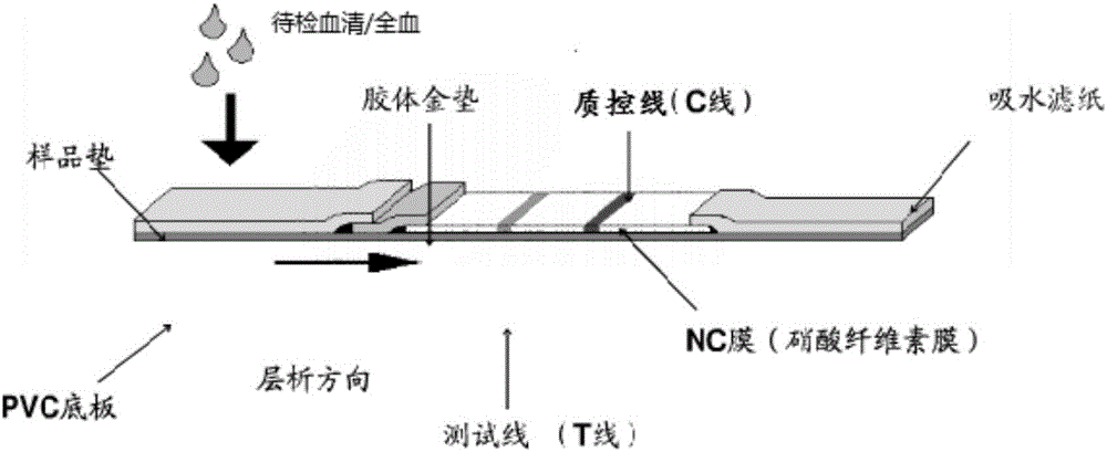 Colloidal gold test paper bar for antibody detection of sheep Brucella