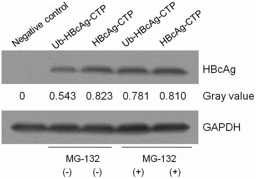 Fusion protein related to HBV, preparing method thereof and application thereof