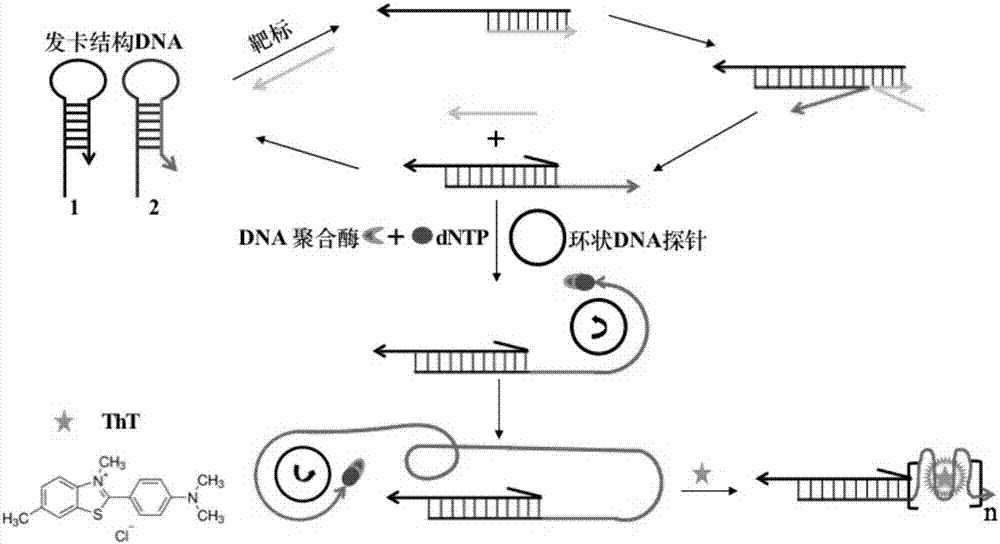 Reagent kit and method for bidirectional signal amplification detection on miRNA [micro-RNA (ribonucleic acid)]