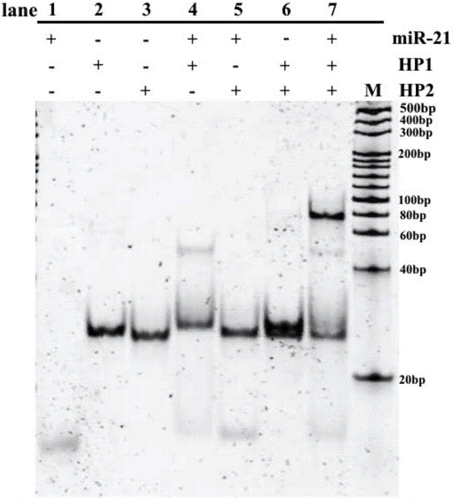 Reagent kit and method for bidirectional signal amplification detection on miRNA [micro-RNA (ribonucleic acid)]