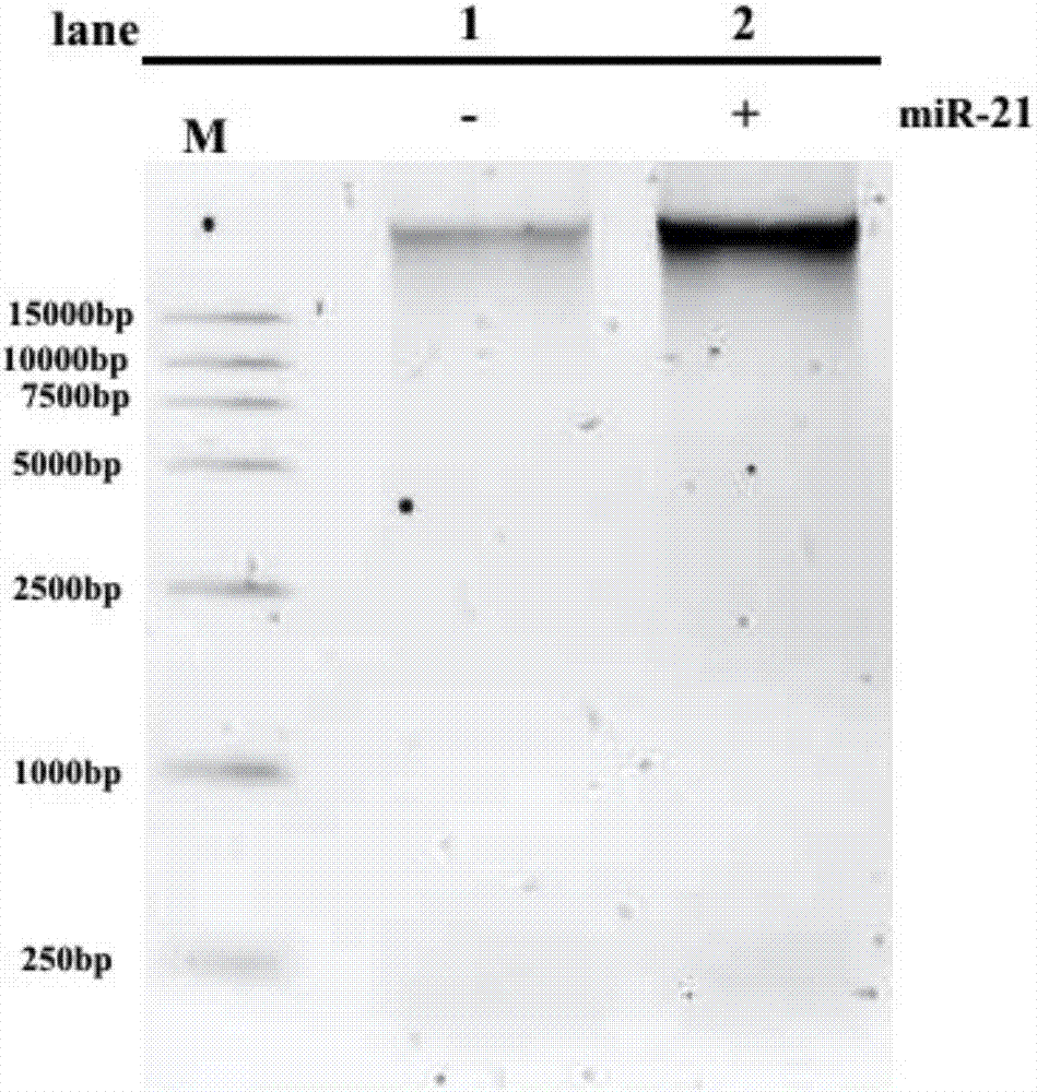 Reagent kit and method for bidirectional signal amplification detection on miRNA [micro-RNA (ribonucleic acid)]