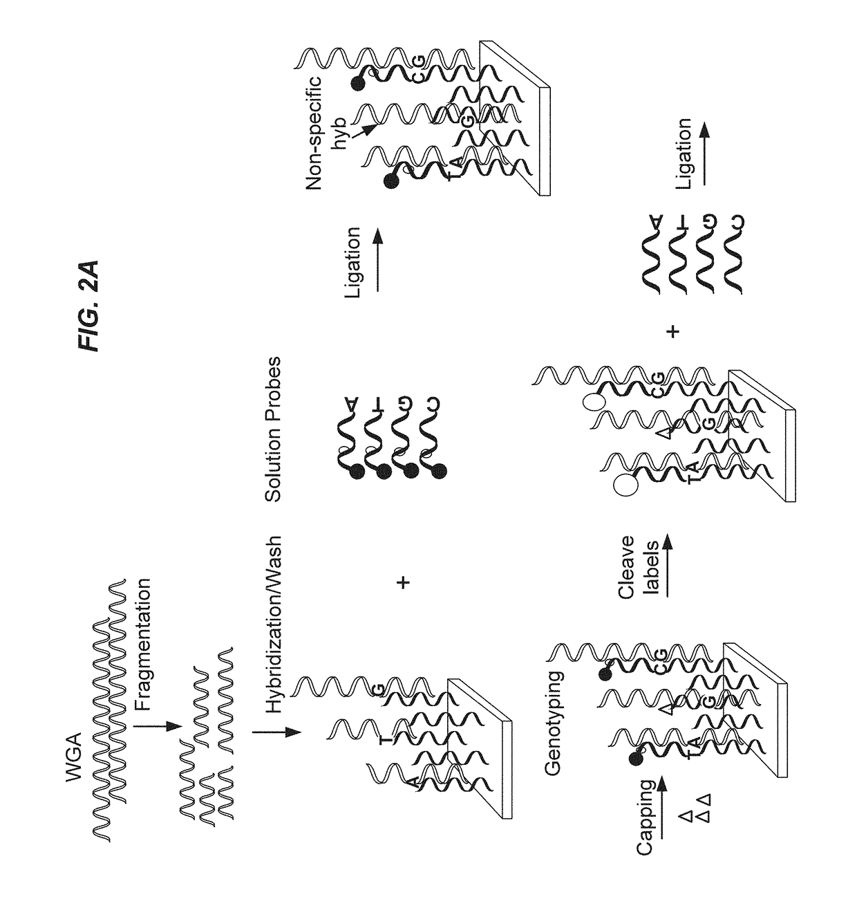 Methods of targeted sequencing