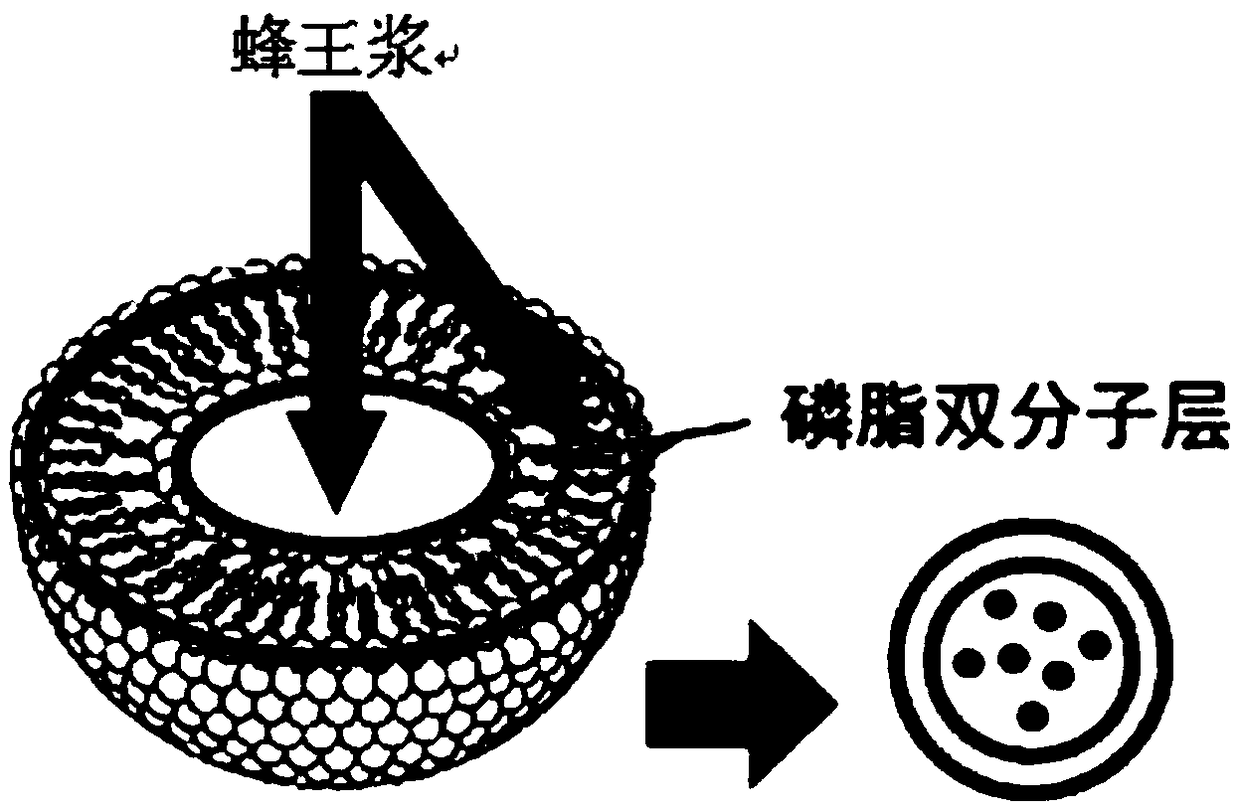 Anti-wrinkle repair composition and application thereof to cosmetics