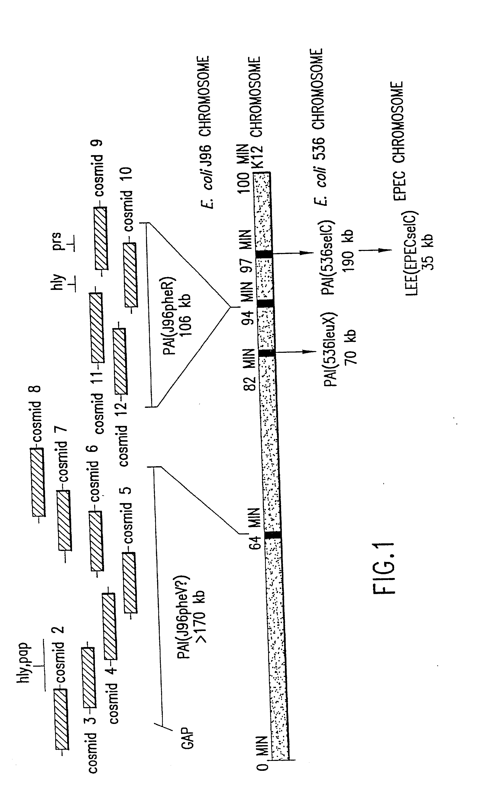 Nucleotide sequence of Escherichia coli pathogenicity islands