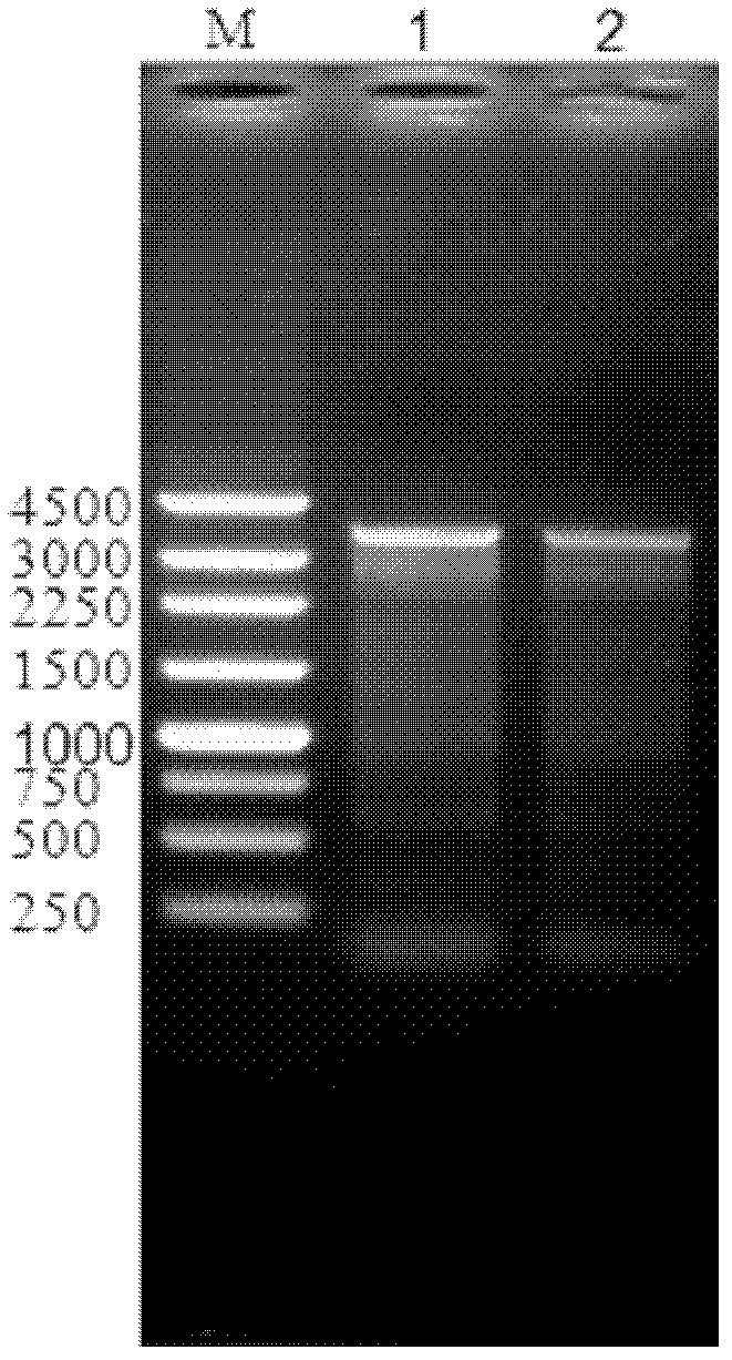 Recombinant bacillus subtilis and method for producing transglutaminase by utilizing recombinant bacillus substilis