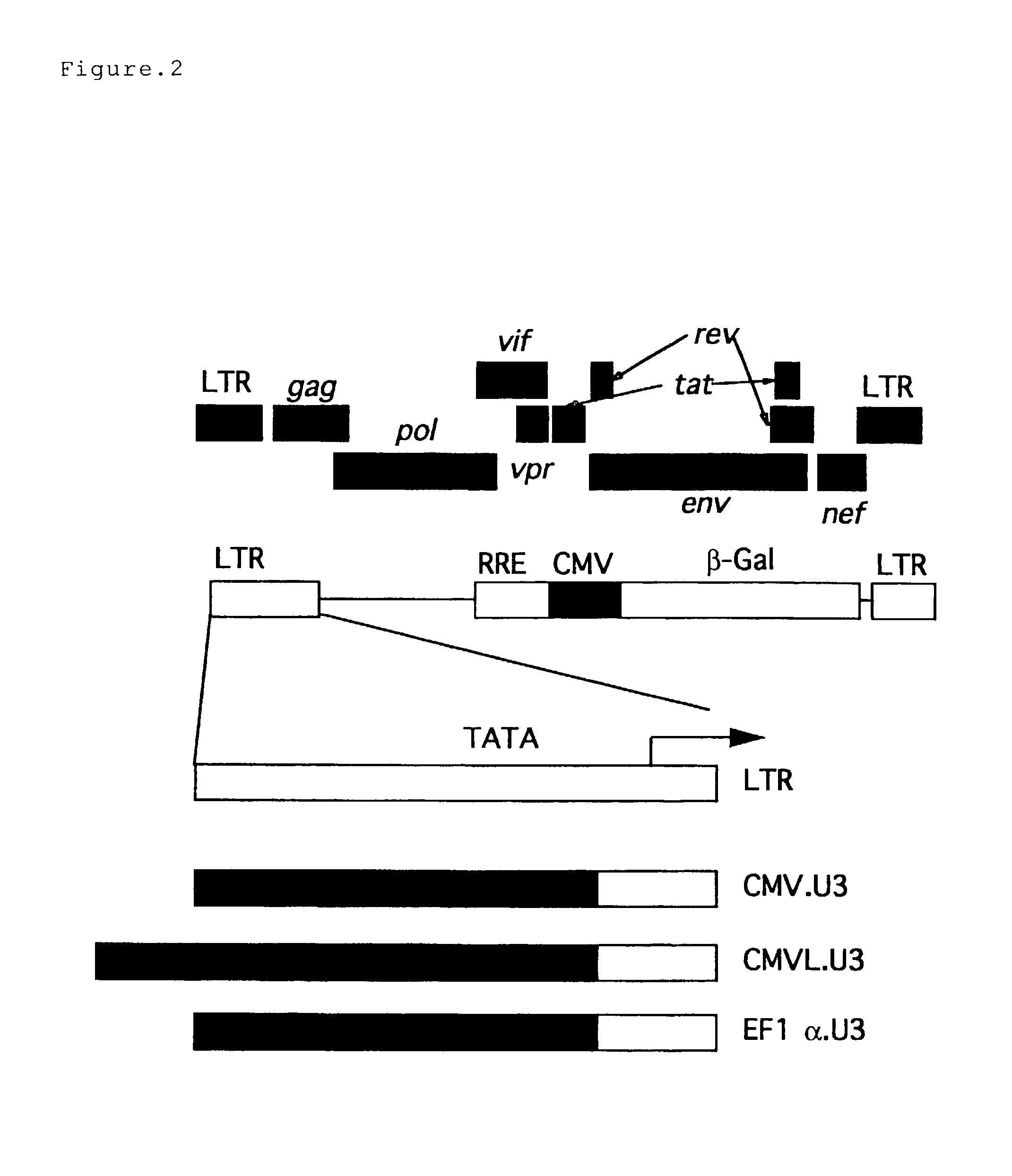 Vector for the expression of two foreign genes