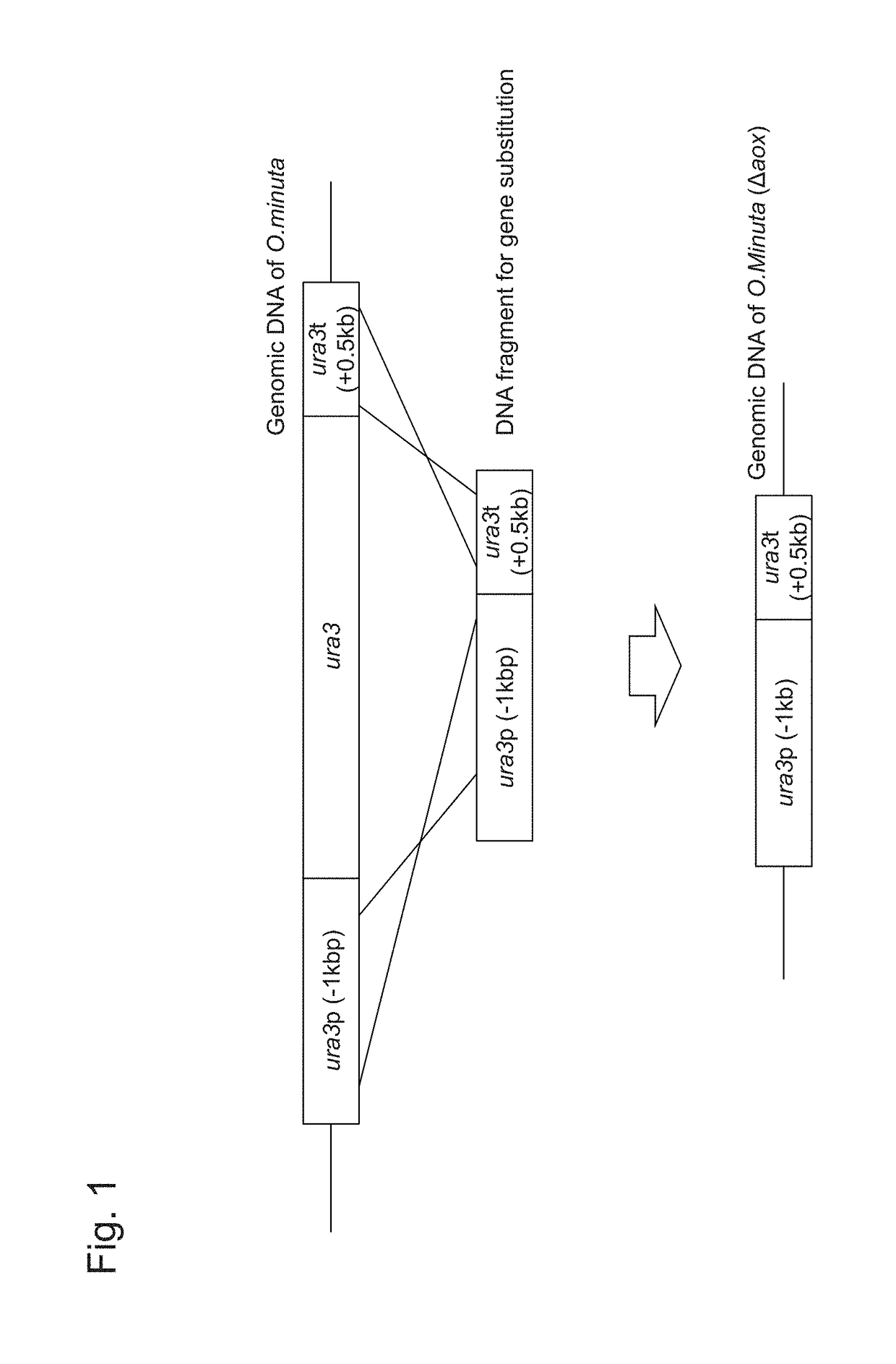 Method for improved high-level secretory production of protein