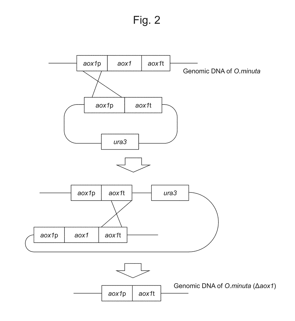 Method for improved high-level secretory production of protein