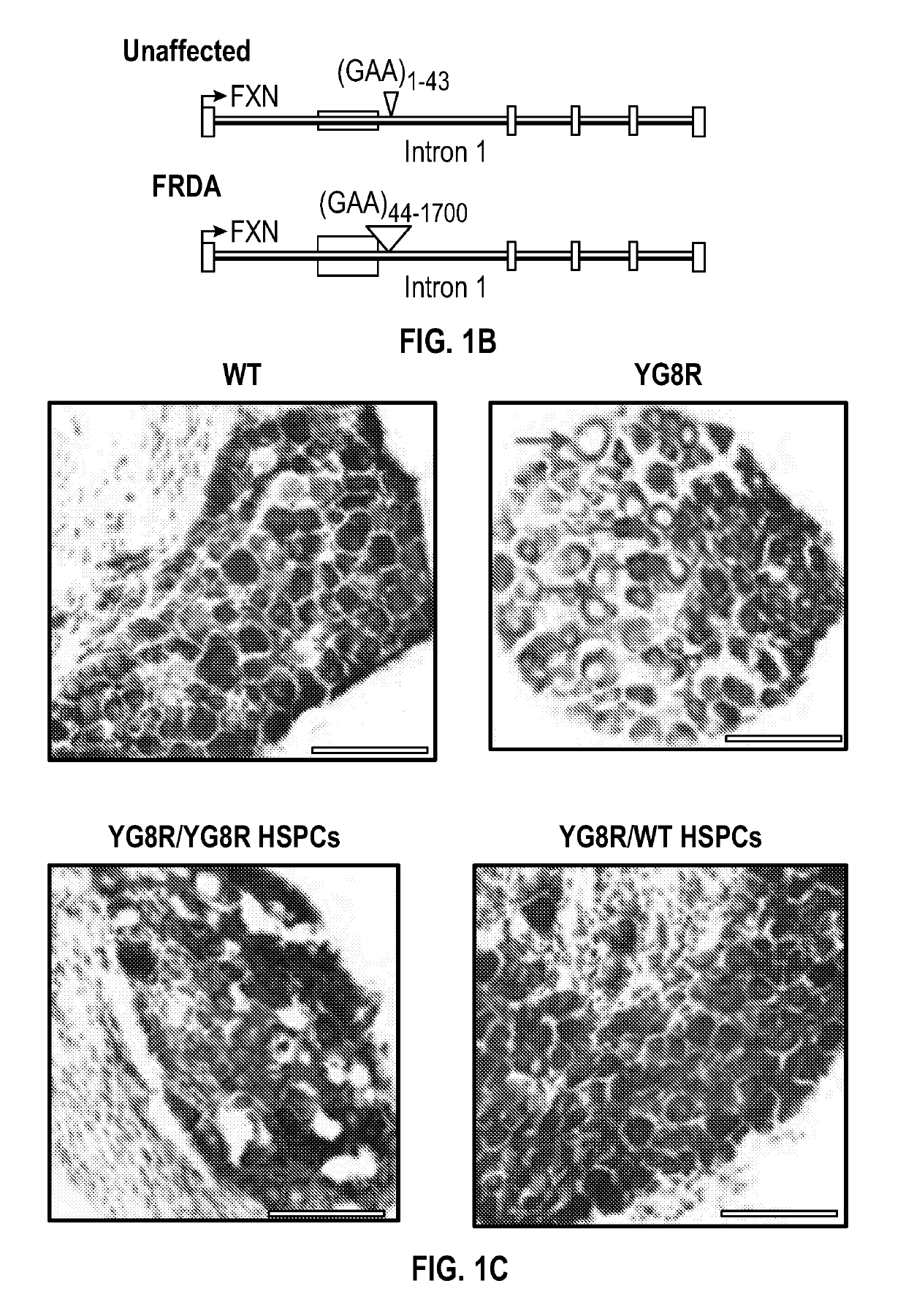 Methods of treating mitochondrial disorders