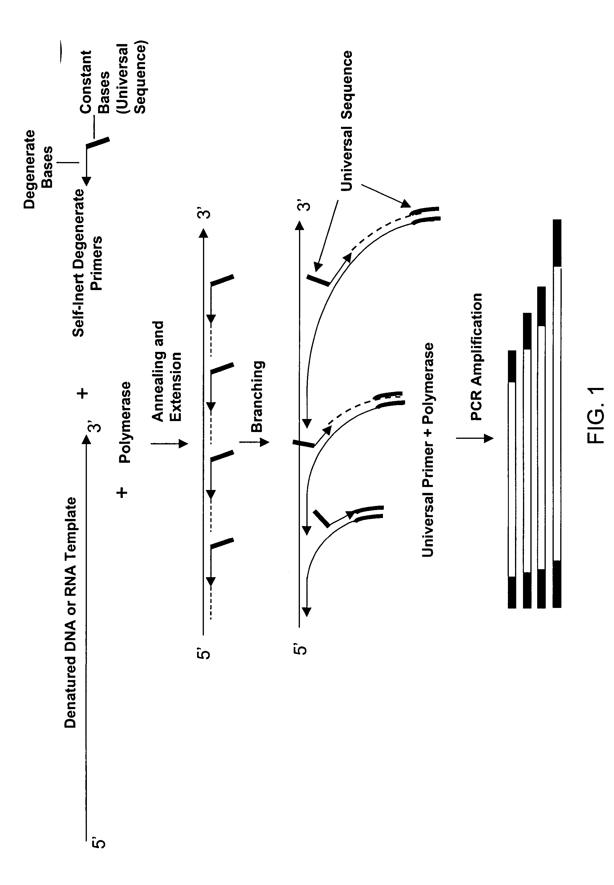 Amplification and analysis of whole genome and whole transcriptome libraries generated by a DNA polymerization process