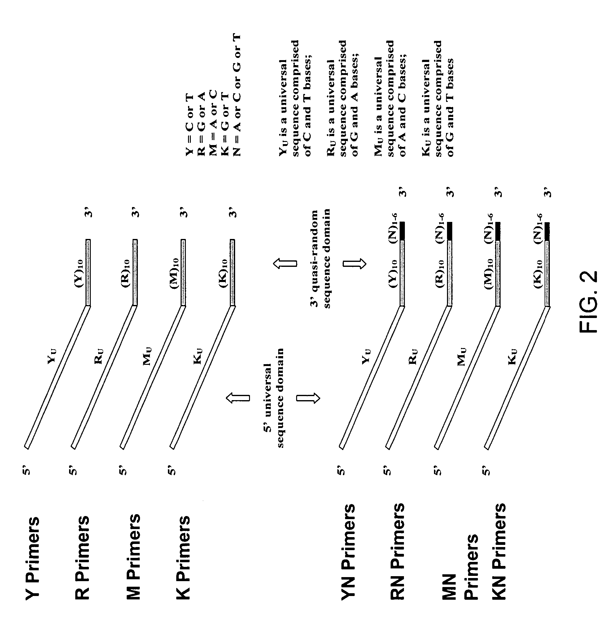 Amplification and analysis of whole genome and whole transcriptome libraries generated by a DNA polymerization process