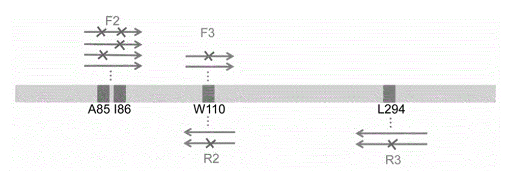 Process for enzymatic preparation of chiral 3-hydroxytetrahydrofuran and alcohol dehydrogenase mutant