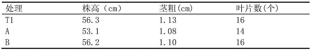 Preparation of tomato soilless culture substrate by using cattle and sheep manure