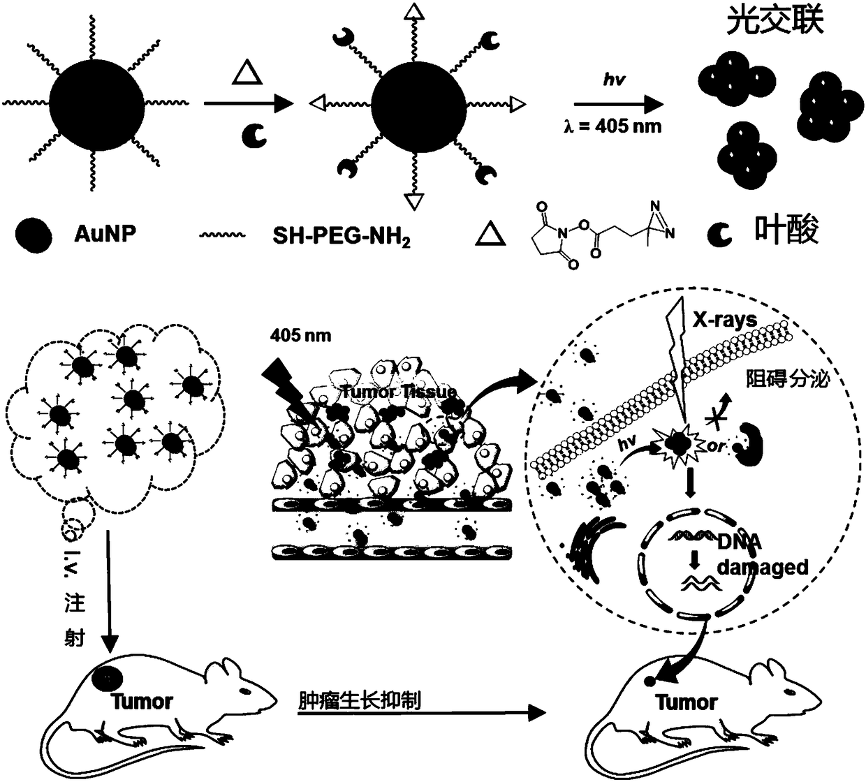 Folic acid modified gold nanoparticle, preparation method thereof, and applications of folic acid modified gold nanoparticle in preparation of radiosensitization therapy medicines