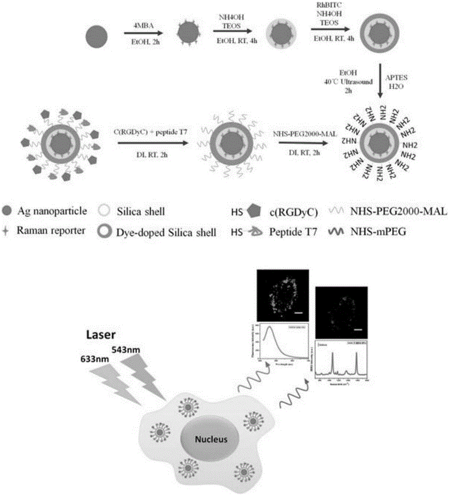 Dual-mode optical imaging probe with tumor double-targeting function and preparation and application thereof