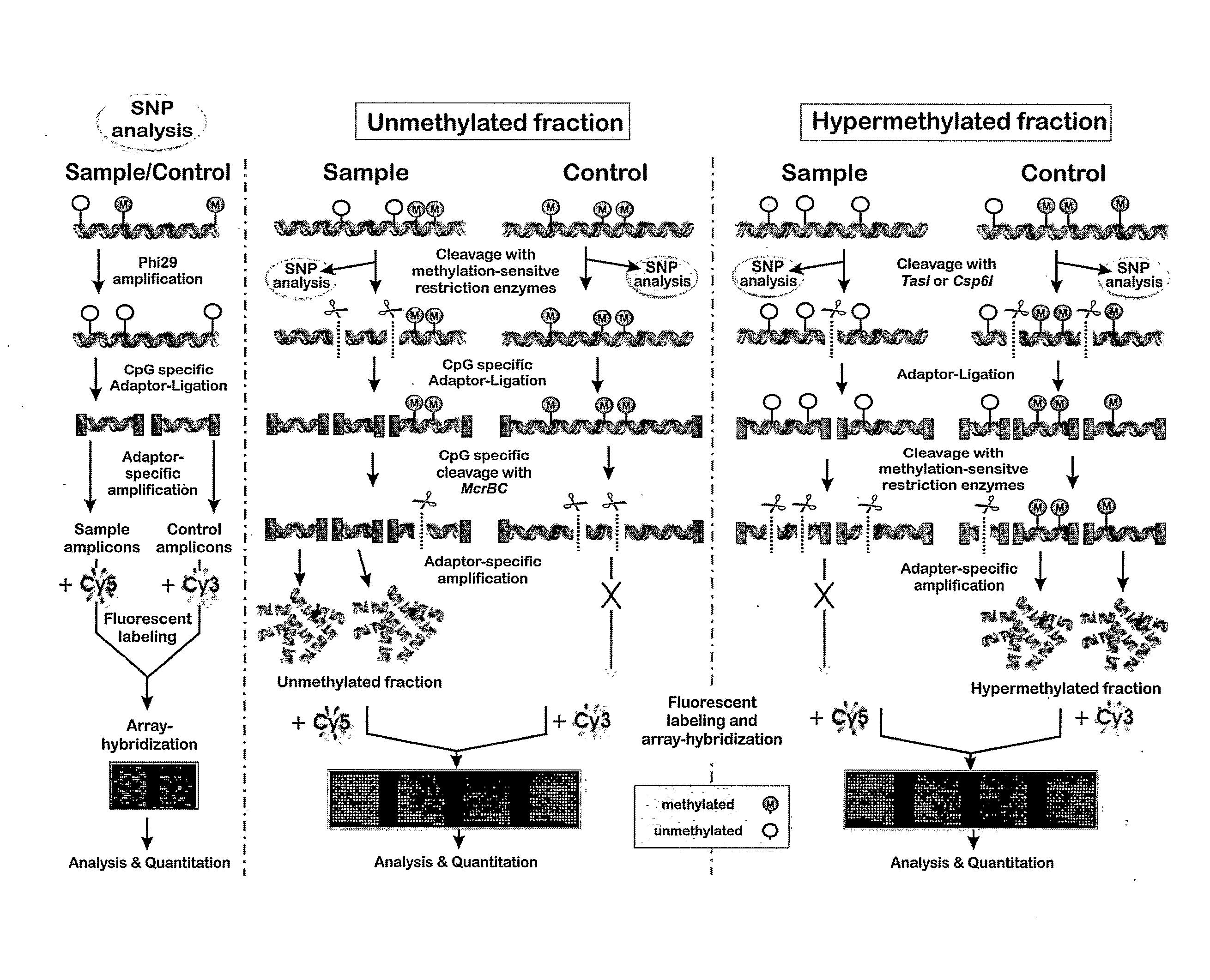 Cpg-Amplicon and Array Protocol