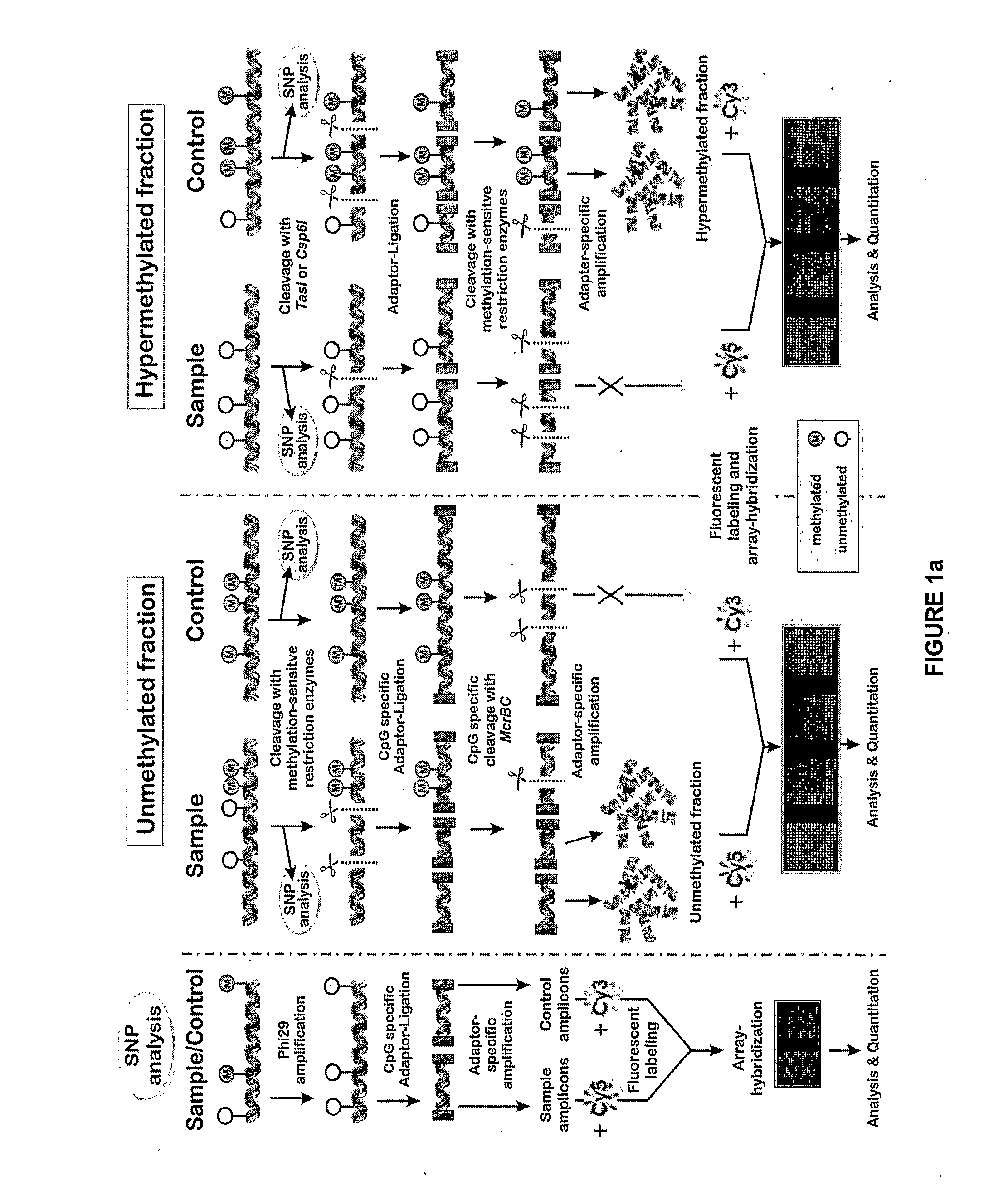 Cpg-Amplicon and Array Protocol