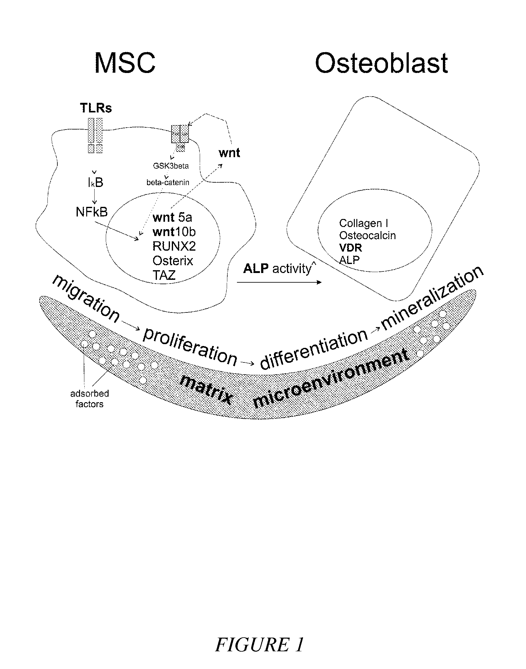 Compounds and matrices for use in bone growth and repair