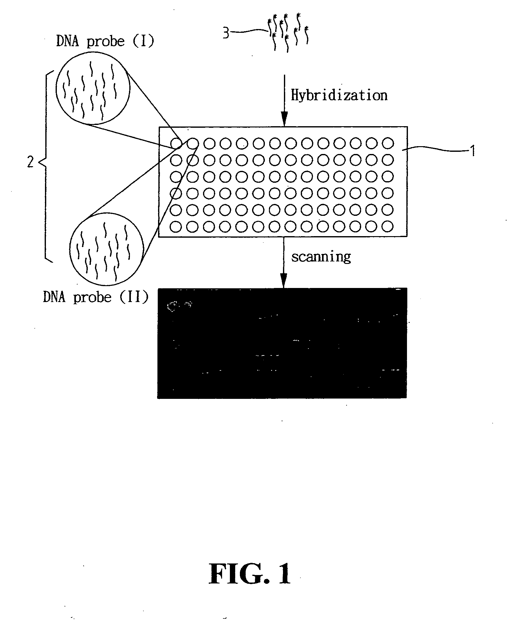 Fluorescent microarray analyzer