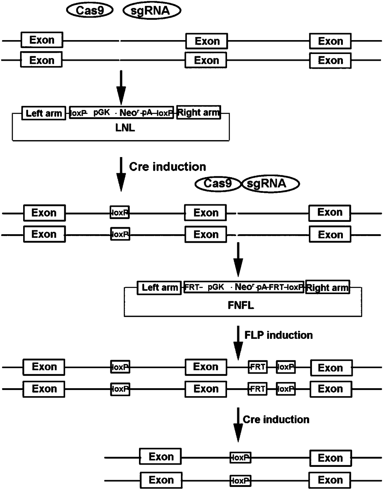 Conditional gene knockout method constructed by using CRISPR/Cas9 system