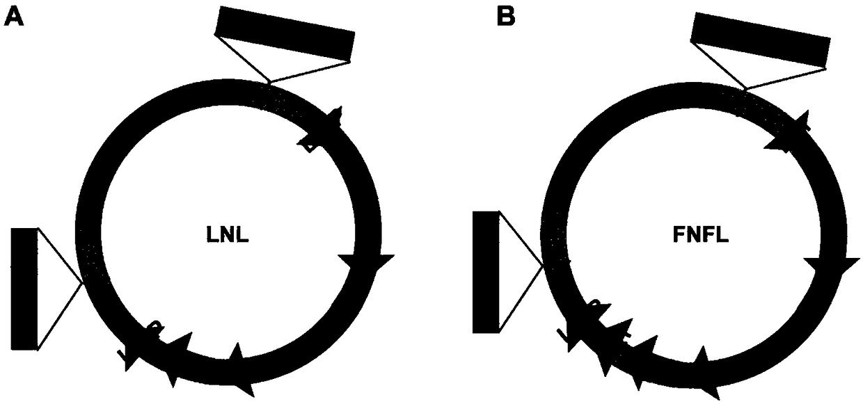 Conditional gene knockout method constructed by using CRISPR/Cas9 system