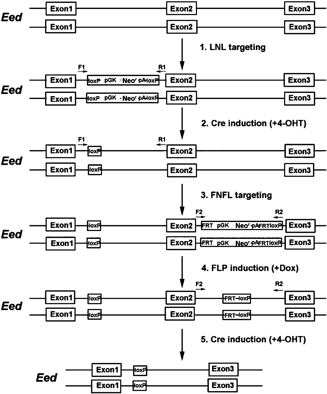 Conditional gene knockout method constructed by using CRISPR/Cas9 system