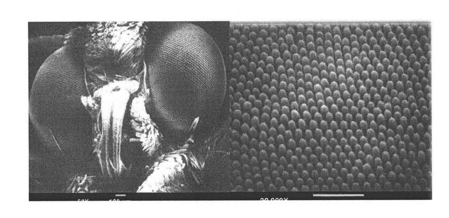 Broad-spectrum wide angle absorption solar cell moth-eye antireflection structure and preparation method thereof