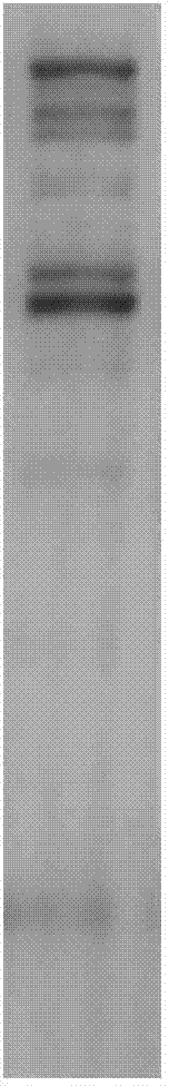 Kit for Qualitative Detection of Fish Vitellogenin Using Vitellin Phosphoprotein Antibody