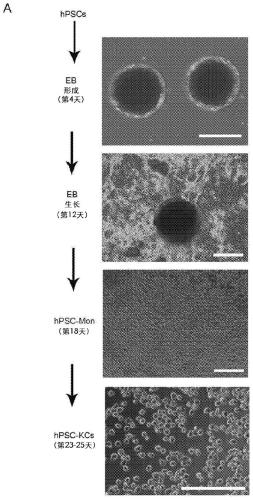 Methods of generating hepatic macrophages and uses thereof