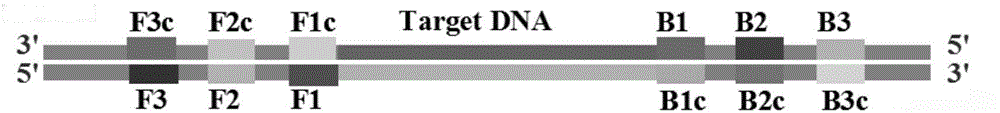 Loop-mediated isothermal amplification method based on taqman probe and its special lamp primer and kit