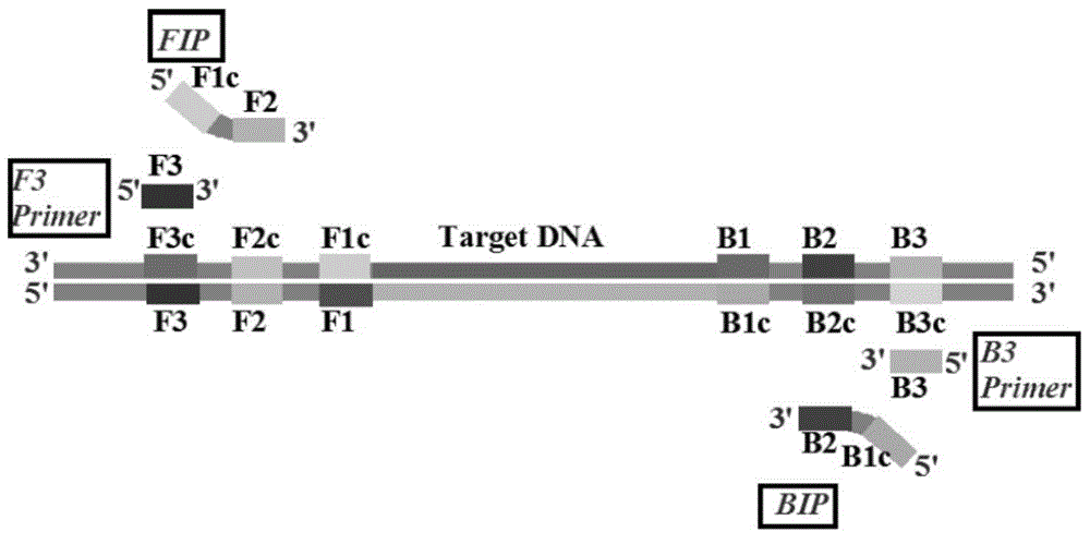 Loop-mediated isothermal amplification method based on taqman probe and its special lamp primer and kit