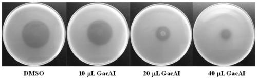 Inhibition of plant pathogenic bacteria gacs/gaca two-component regulatory system biocontrol strain gacai and its application