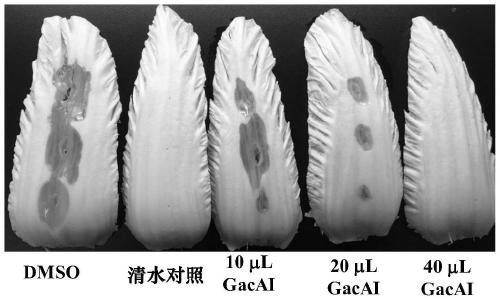 Inhibition of plant pathogenic bacteria gacs/gaca two-component regulatory system biocontrol strain gacai and its application