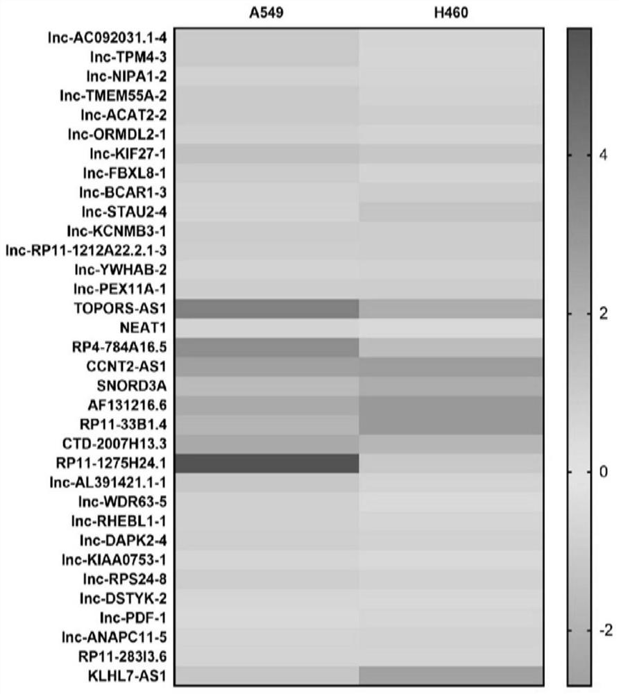 Application of a long non-coding RNA lncLCIR-1 as a molecular marker for lung cancer