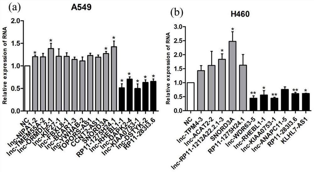 Application of a long non-coding RNA lncLCIR-1 as a molecular marker for lung cancer