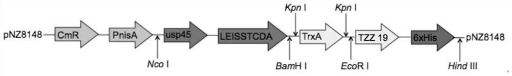 Recombinant Lactococcus lactis expressing and secreting single-chain antibody against porcine transmissible gastroenteritis virus and its preparation method