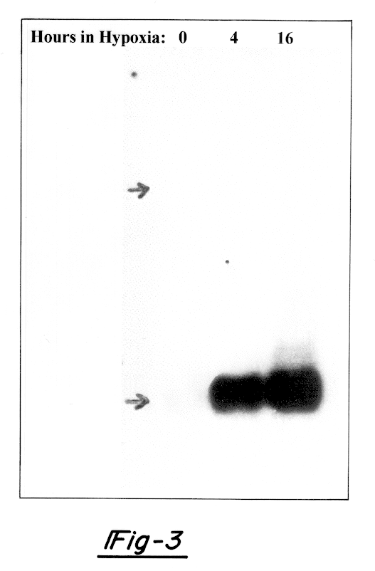 Hypoxia-regulated genes