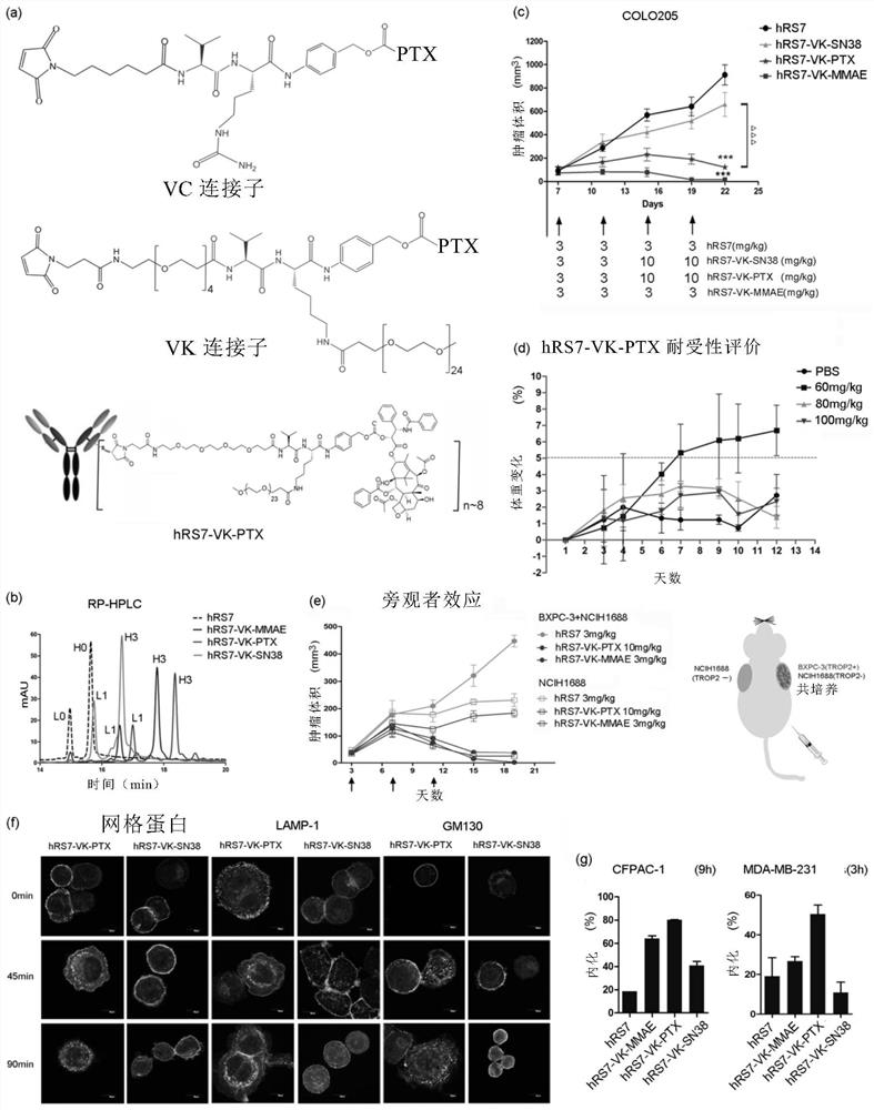 Intermediate for preparing antibody and drug conjugate (ADC) and preparation method and application thereof