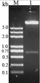 Method for producing human epidermal growth factor and lucid ganoderma immunomodulatory protein and application