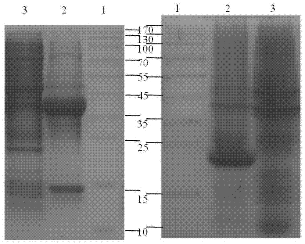 Elastin-like polypeptide elp for prokaryotic expression of fusion protein prx by non-enzymatic non-chromatographic purification method