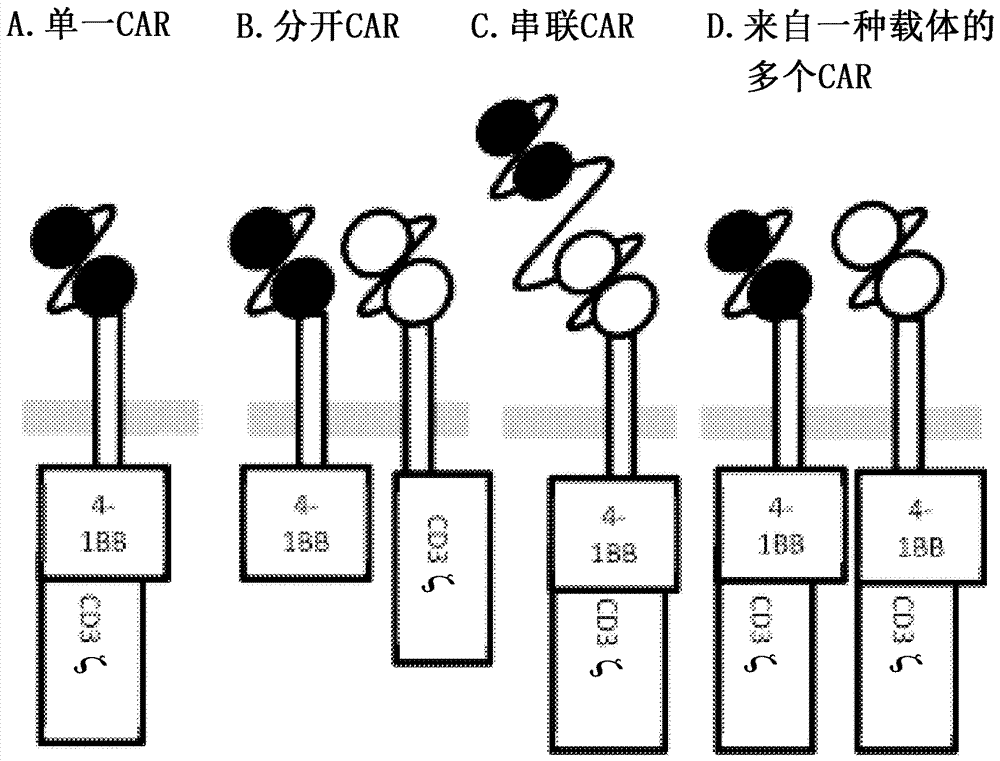 Chimeric antigen receptor specific for tumor cells